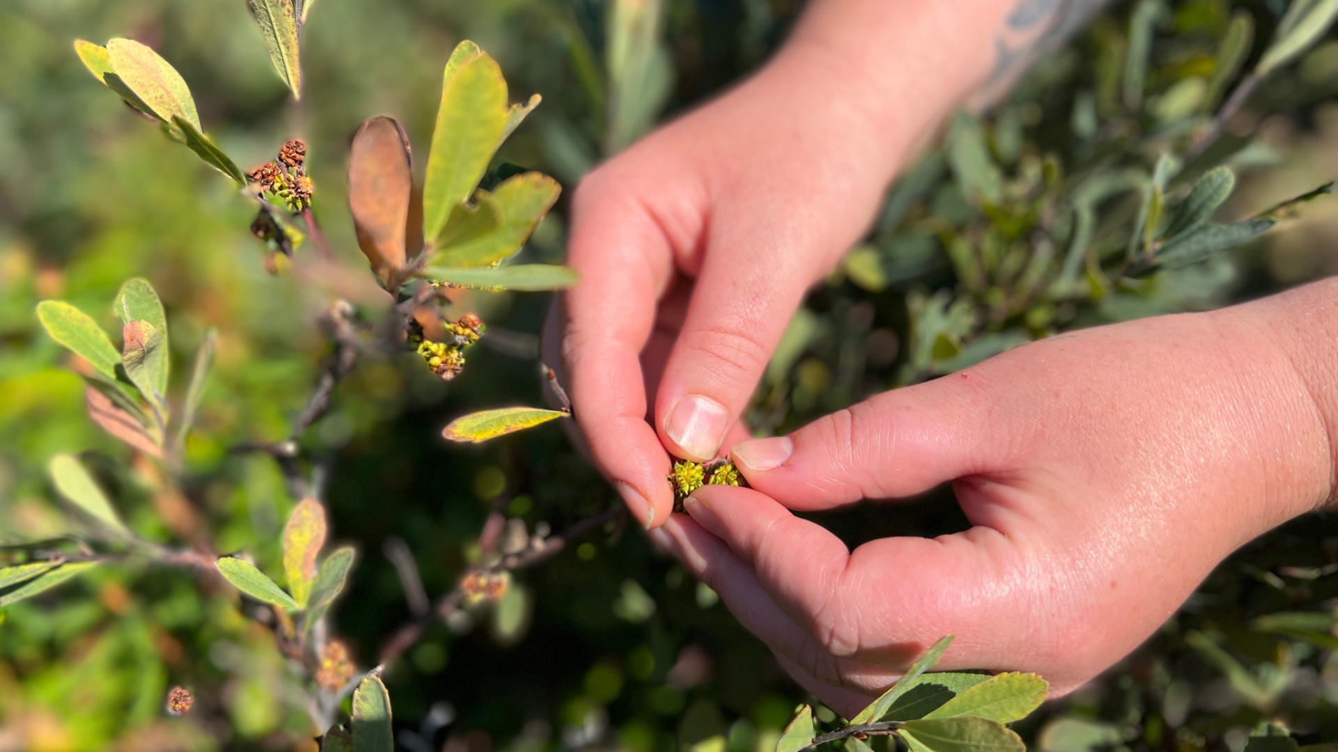 L'art de récolter les plantes sauvages