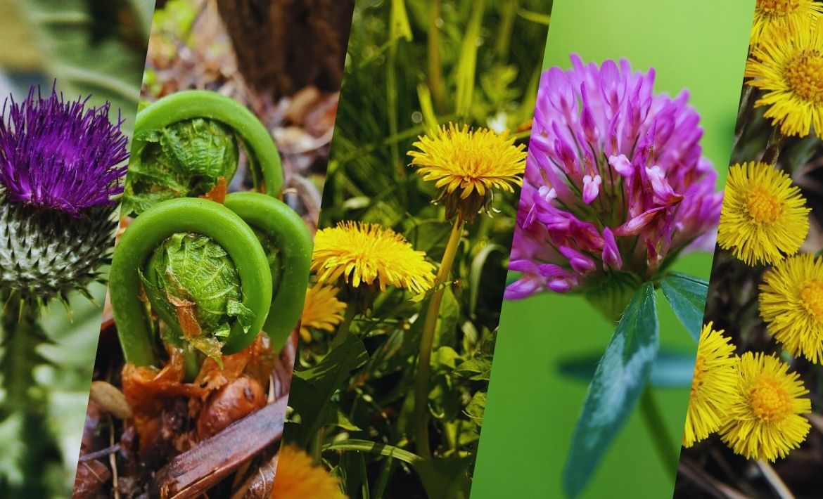 Printemps au Québec : rituels naturels, plantes et jardinage pour bien accueillir la saison - Sauvage-s