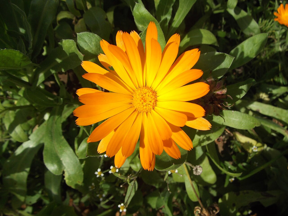 Fleur de calendule (photo provisoire)
