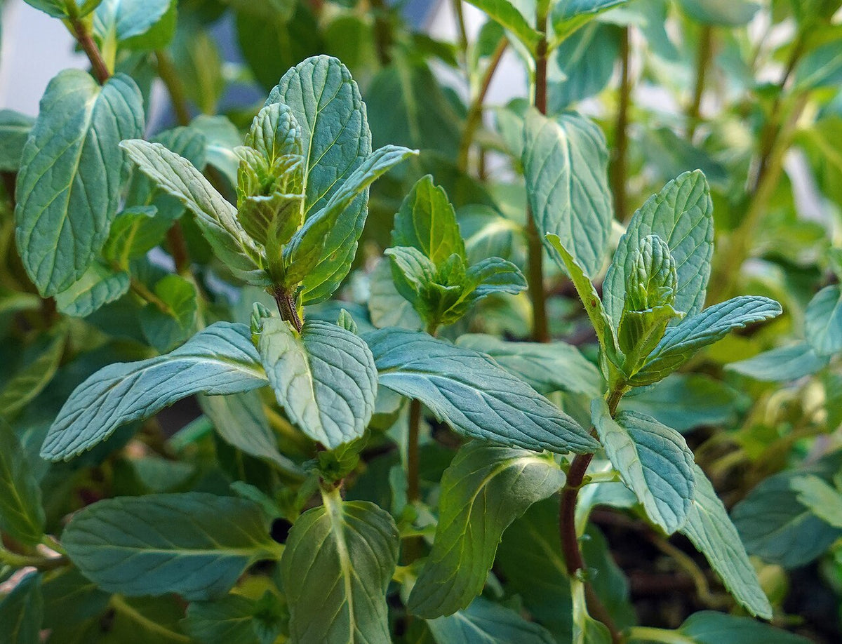 Feuilles de menthe (photo provisoire)